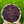Load image into Gallery viewer, Fresh Olallieberry
